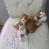 TABLO DEGIL GERÇEK DİŞİ VE ERKEK BEBİŞLER fotoğraf