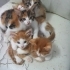 TABLO DEGIL GERÇEK DİŞİ VE ERKEK BEBİŞLER fotoğraf