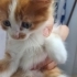 TABLO DEGIL GERÇEK DİŞİ VE ERKEK BEBİŞLER fotoğraf