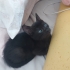 1 aylik minik erkek yavru fotoğraf