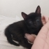 1 aylik minik erkek yavru fotoğraf
