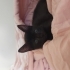 1 aylik minik erkek yavru fotoğraf