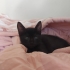 1 aylik minik erkek yavru fotoğraf