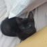 1 aylik minik erkek yavru fotoğraf