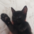 1 aylik minik erkek yavru fotoğraf