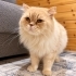 ERKEK İRAN KEDİSİ / KISIR fotoğraf