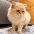 ERKEK İRAN KEDİSİ / KISIR fotoğraf