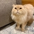 ERKEK İRAN KEDİSİ / KISIR fotoğraf