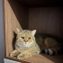 Tabby British Cookie aşıları tam kısır 1 yaşında erkek fotoğraf