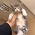 Yavru kedilere acil yuva fotoğraf