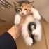 Yavru kedilere acil yuva fotoğraf