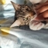 Sokakta yapamayacak kadar uysal, insan canlısı. Whatsaptan yazın lütfen fotoğraf