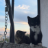 Cevahir 2.5 aylık. Annesi british shorthair. fotoğraf