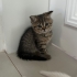 2.5 aylık sağlıklı dişi kedi annesi british shorthair fotoğraf