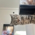 2.5 aylık sağlıklı dişi kedi annesi british shorthair fotoğraf