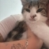 Hayatınızda göreceğiniz en Pamuk Panter fotoğraf