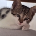 Angel minik yavru bir dişi ve yuva arıyor fotoğraf