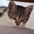 Angel minik yavru bir dişi ve yuva arıyor fotoğraf