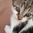 Angel minik yavru bir dişi ve yuva arıyor fotoğraf