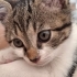 Angel minik yavru bir dişi ve yuva arıyor fotoğraf