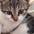 Angel minik yavru bir dişi ve yuva arıyor fotoğraf