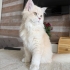 Eşyaları ile verilecek yavru longhair fotoğraf