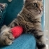 EVE ALIŞIK DİŞİ KISIR ÖMÜRLÜK YUVA fotoğraf