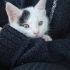 Çok sevimli ve oyuncu bir kedi fotoğraf