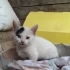 Çok sevimli ve oyuncu bir kedi fotoğraf