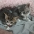 2 YAVRU ÖMÜRLÜK SICAK YUVA ARIYOR fotoğraf