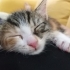 Tam kucak aşığı yavru kedi fotoğraf
