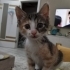 Tam kucak aşığı yavru kedi fotoğraf
