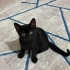 British shorthair kirmasi oldukça oyuncu küçük bir zeytin fotoğraf