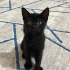 British shorthair kirmasi oldukça oyuncu küçük bir zeytin fotoğraf