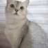 MİA ÖMÜRLÜK AİLESİNİ ARIYOR fotoğraf