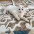 GÜZEL KIZIMA YUVA APT TEK KALIYOR fotoğraf