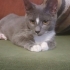 3 AYLIK RUSSİAN BLUE MELEZİ fotoğraf
