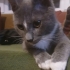 3 AYLIK RUSSİAN BLUE MELEZİ fotoğraf