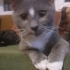 3 AYLIK RUSSİAN BLUE MELEZİ fotoğraf