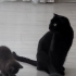 Scottish Fold Dişi Kedi fotoğraf