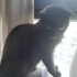 Scottish Fold Dişi Kedi fotoğraf