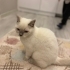 Oyun oynamayı sever fotoğraf