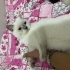 Oyun oynamayı sever fotoğraf