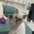 Oyun oynamayı sever fotoğraf