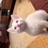 ACİL YUVAM OLUR MUSUN?🙏😻 fotoğraf