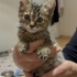 Yavru kedi tekir fotoğraf