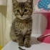 Yavru kedi tekir fotoğraf