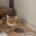 Tabby British Cookie aşıları tam kısır 1 yaşında erkek fotoğraf