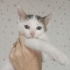 İZMİR MİNİ MİNİK BEBEĞİMİZE ÖMÜRLÜK YUVASINI ARIYORUZ fotoğraf
