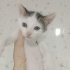 İZMİR MİNİ MİNİK BEBEĞİMİZE ÖMÜRLÜK YUVASINI ARIYORUZ fotoğraf